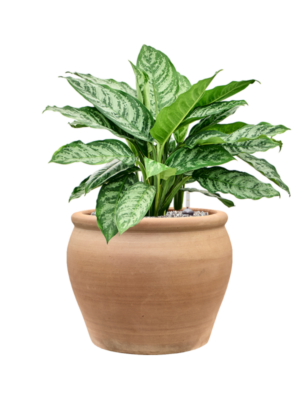 Aglaonema 'Chantal' en Terra Antica