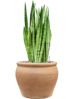 Sansevieria trifasciata 'Silver Mist' en Terra Antica