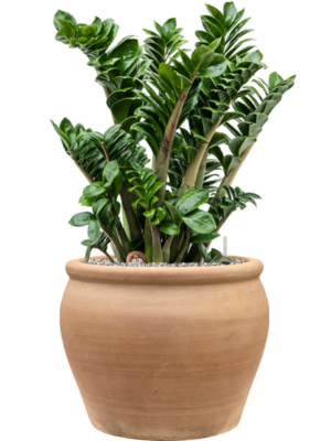 Zamioculcas zamiifolia 'Zenzi' en Terra Antica