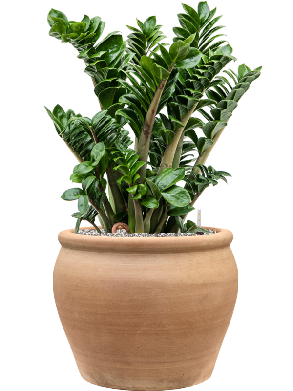 Zamioculcas zamiifolia 'Zenzi' en Terra Antica, Private label