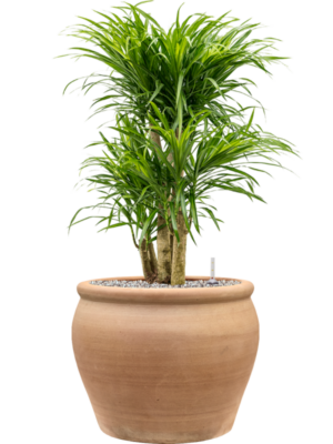 Pleomele (Dracaena) 'Anita Variegata' en Terra Antica