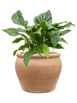 Anthurium elipticum 'Jungle Bush' en Terra Antica