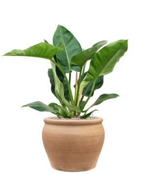 Philodendron 'Imperial Green' en Terra Antica