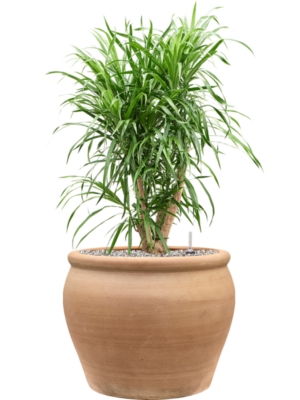 Pleomele (Dracaena) 'Anita Variegata' en Terra Antica