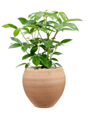 Schefflera actinophylla 'Amate' en Terra Moderna
