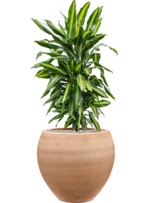 Dracaena fragrans 'Cintho' en Terra Moderna