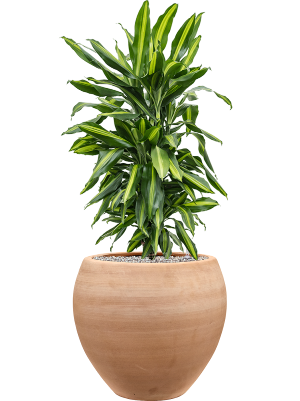 Dracaena fragrans 'Cintho' en Terra Moderna, Private label