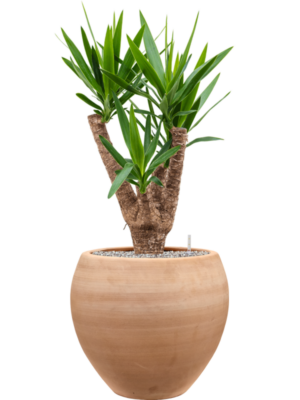 Yucca elephantipes en Terra Moderna