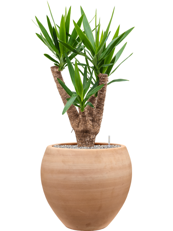 Yucca elephantipes en Terra Moderna, Private label