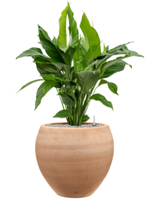 Spathiphyllum 'Sweet Lauretta' en Terra Moderna