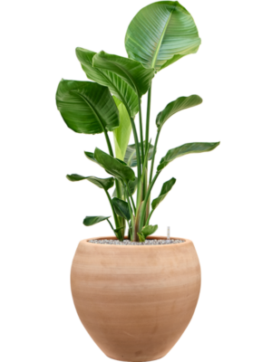 Strelitzia nicolai en Terra Moderna