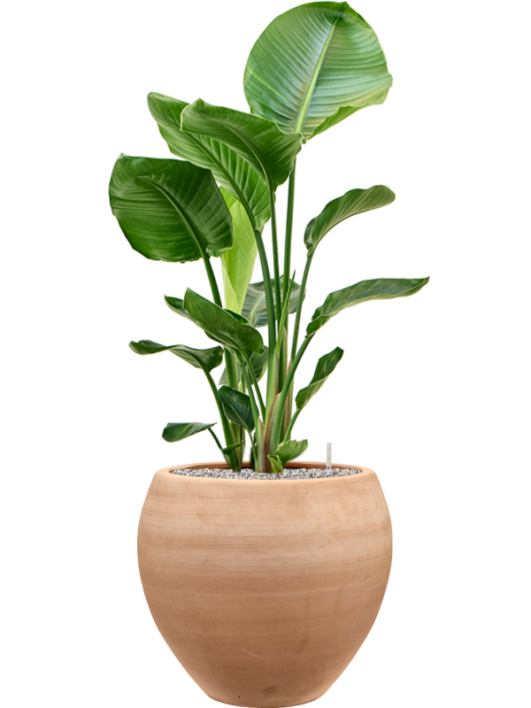 Strelitzia nicolai en Terra Moderna, Private label