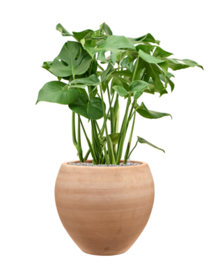 Monstera deliciosa en Terra Moderna
