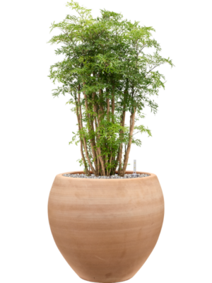 Aralia (Polyscias) 'Ming' en Terra Moderna