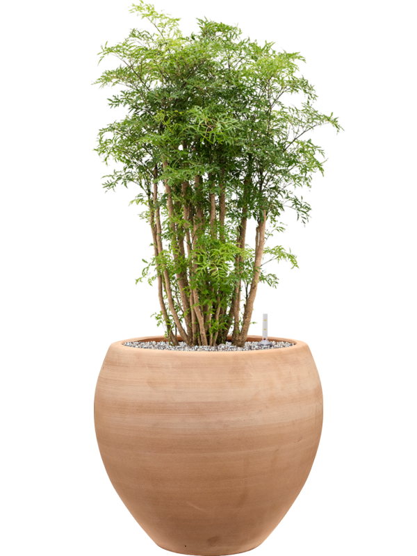 Aralia (Polyscias) 'Ming' en Terra Moderna, Private label