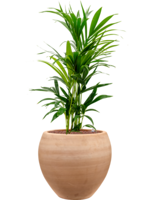 Kentia (Howea) forsteriana en Terra Moderna