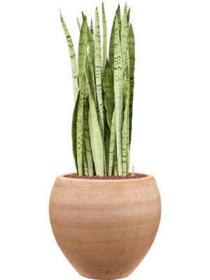 Sansevieria trifasciata 'Silver Mist' en Terra Moderna