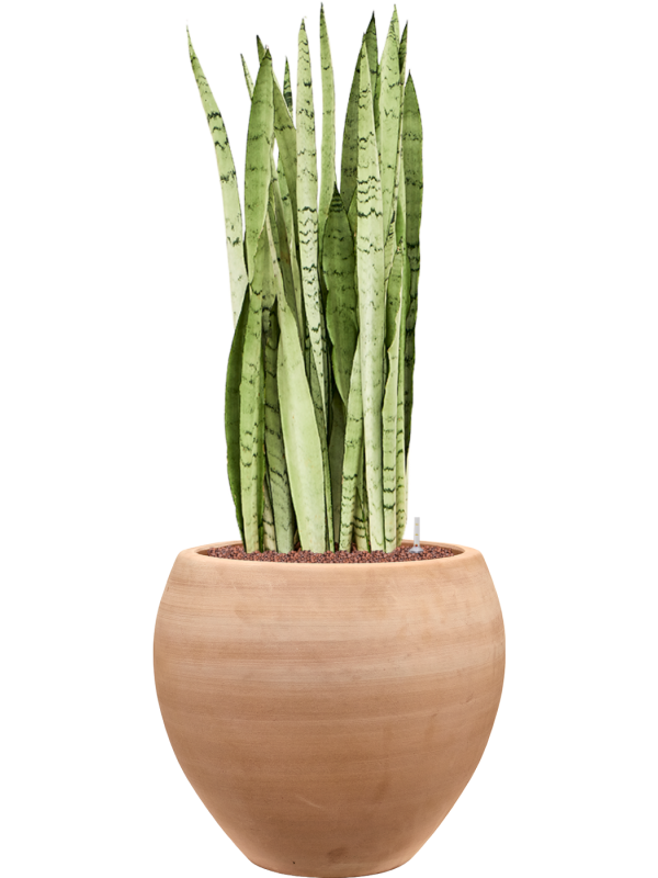 Sansevieria trifasciata 'Silver Mist' en Terra Moderna, Private label