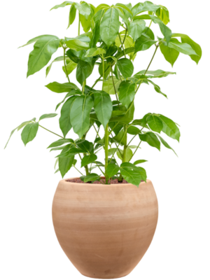 Schefflera actinophylla 'Amate' en Terra Moderna