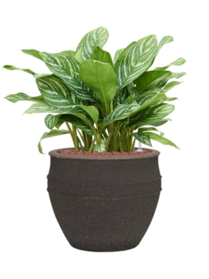 Aglaonema 'Stripes' en Mediterranean