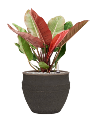 Philodendron 'Prince of Orange' en Mediterranean