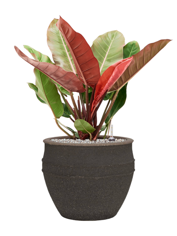 Philodendron 'Prince of Orange' en Mediterranean, Pottery Pots