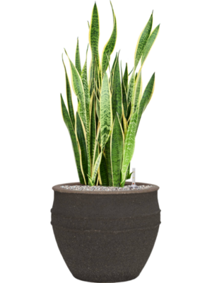 Sansevieria trifasciata 'Laurentii' en Mediterranean