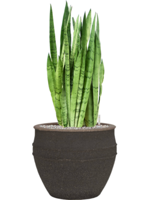 Sansevieria trifasciata 'Silver Mist' en Mediterranean