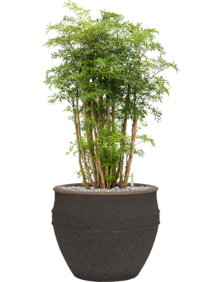 Aralia (Polyscias) 'Ming' en Mediterranean