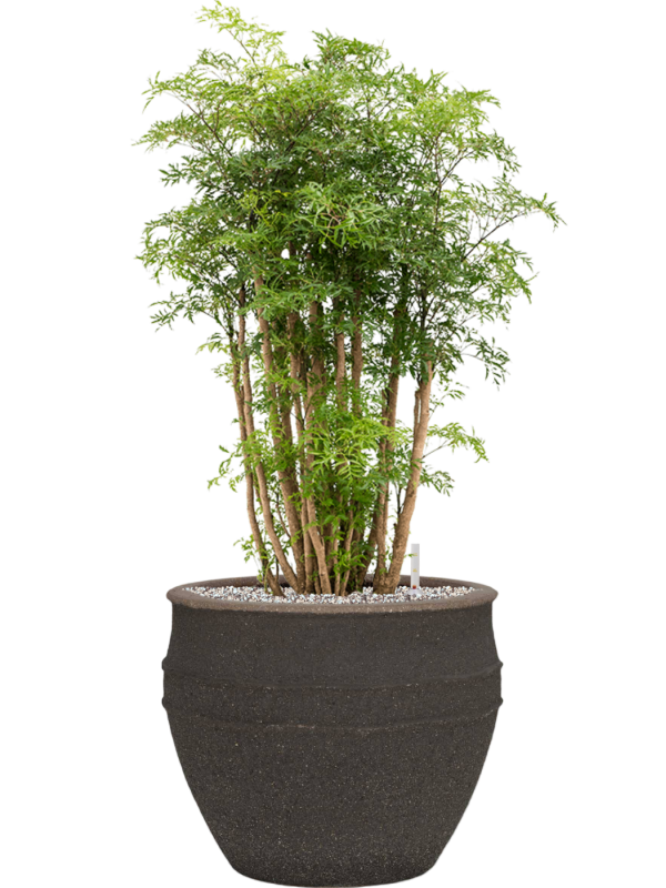 Aralia (Polyscias) 'Ming' en Mediterranean, Pottery Pots