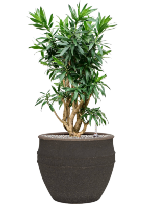 Pleomele (Dracaena) reflexa en Mediterranean