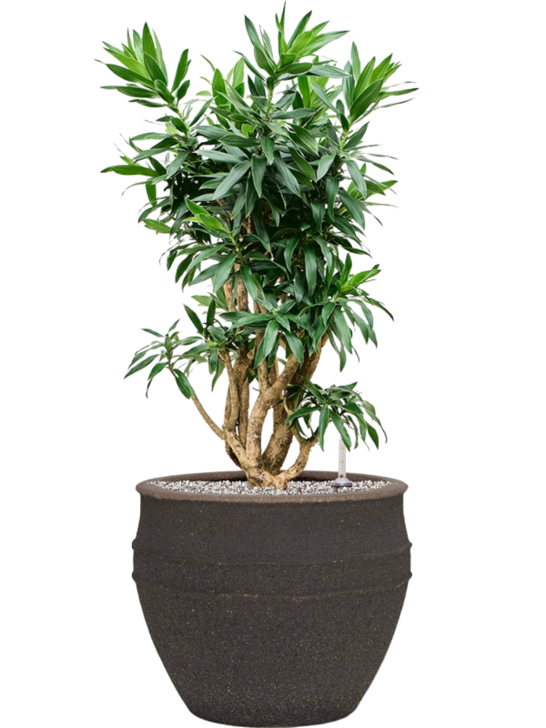 Pleomele (Dracaena) reflexa en Mediterranean, Pottery Pots