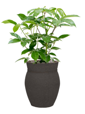 Schefflera actinophylla 'Amate' en Mediterranean