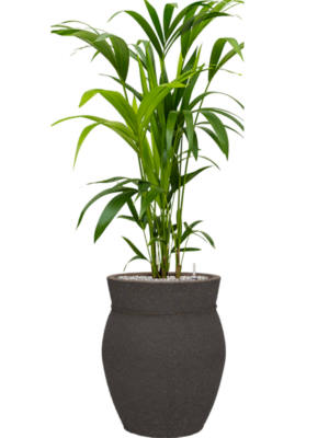Kentia (Howea) forsteriana en Mediterranean