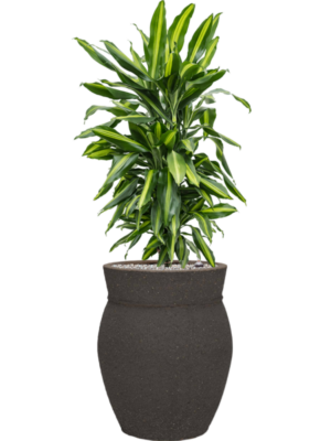 Dracaena fragrans 'Cintho' en Mediterranean