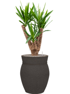 Yucca elephantipes en Mediterranean