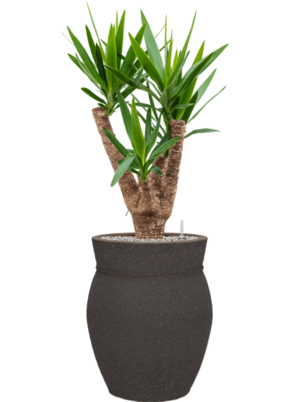 Yucca elephantipes en Mediterranean, Pottery Pots