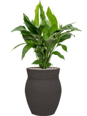 Spathiphyllum 'Sweet Lauretta' en Mediterranean