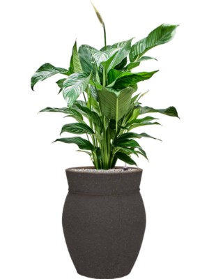Spathiphyllum 'Sweet Lauretta' en Mediterranean