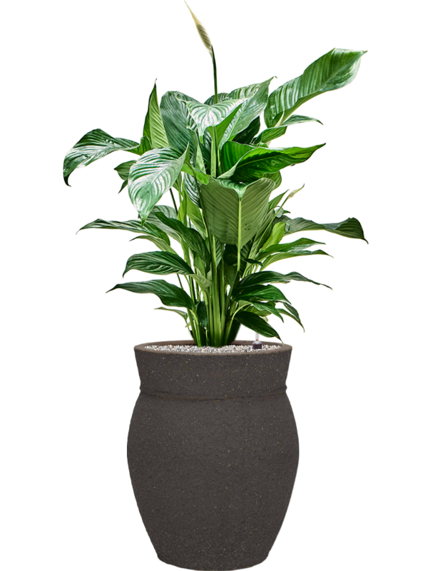 Spathiphyllum 'Sweet Lauretta' en Mediterranean, Pottery Pots
