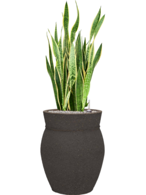 Sansevieria trifasciata 'Laurentii' en Mediterranean