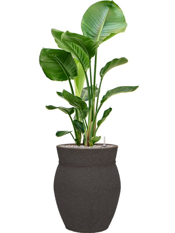 Strelitzia nicolai en Mediterranean, Pottery Pots