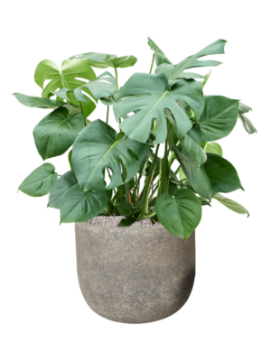 Monstera deliciosa en Cement & Stone