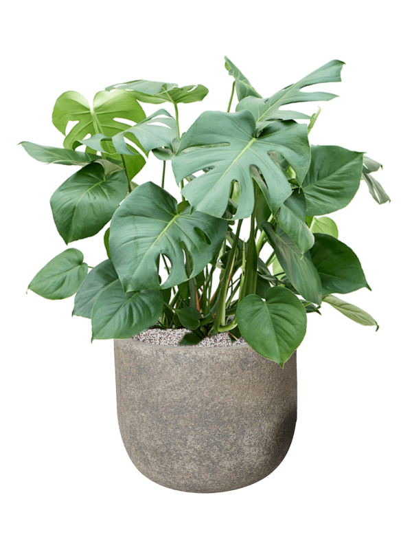 Monstera deliciosa en Cement & Stone, Pottery Pots