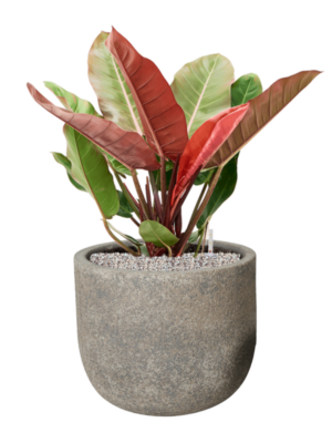 Philodendron 'Prince of Orange' en Cement & Stone