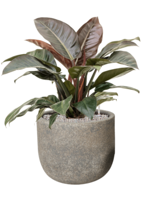 Philodendron 'Imperial Red' en Cement & Stone
