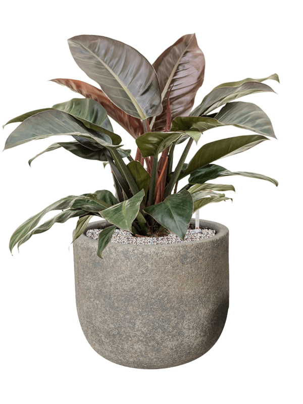 Philodendron 'Imperial Red' en Cement & Stone, Pottery Pots