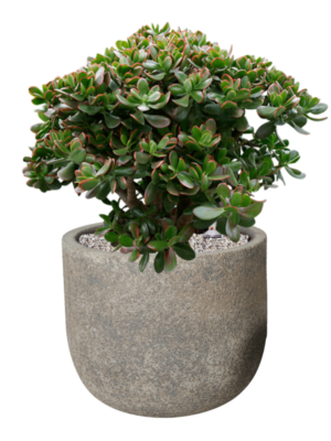 Crassula ovata 'Sunset' en Cement & Stone