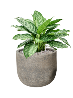 Aglaonema 'Chantal' en Cement & Stone