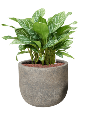Aglaonema 'Stripes' en Cement & Stone